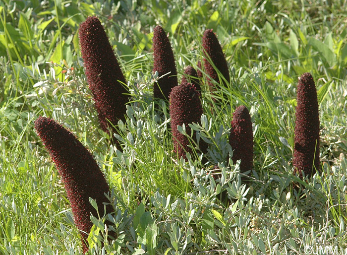 Cynomorium coccineum