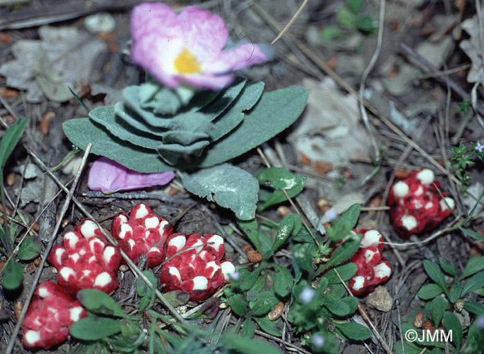 Cytinus hypocistis subsp. clusii