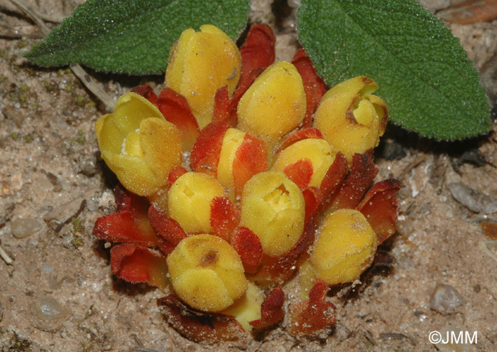 Cytinus hypocistis subsp. hypocistis