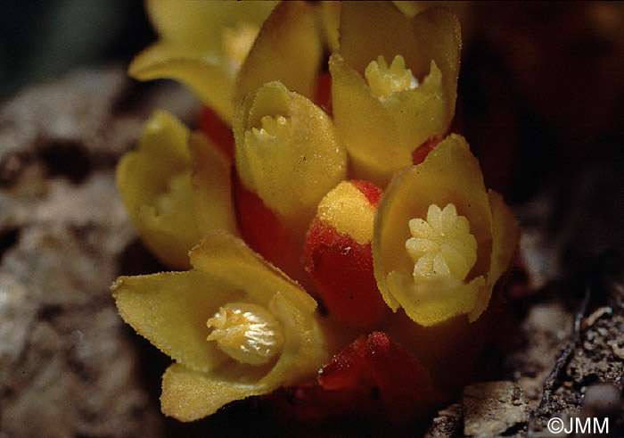 Cytinus hypocistis subsp. hypocistis