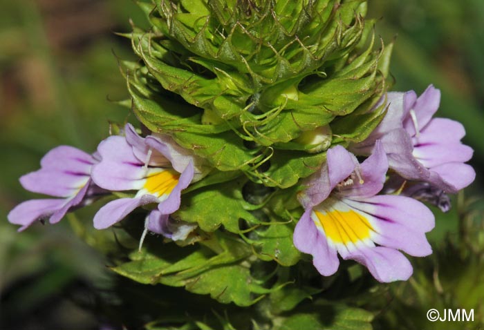 Euphrasia alpina