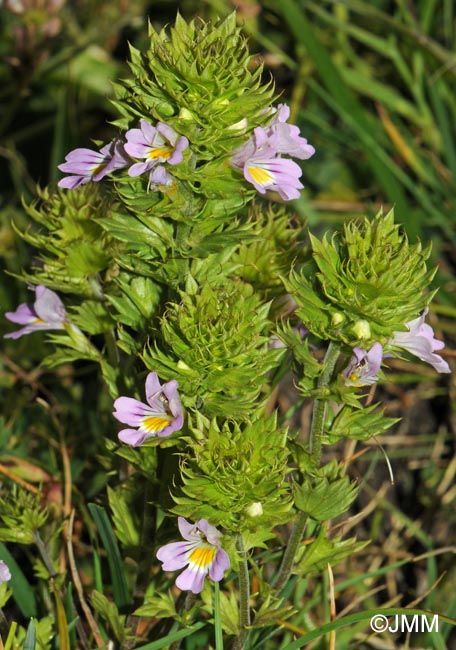 Euphrasia alpina