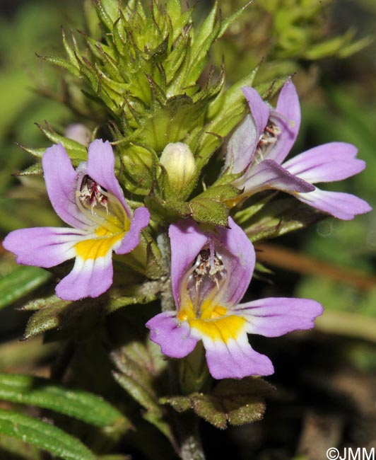 Euphrasia alpina