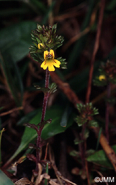 Euphrasia minima