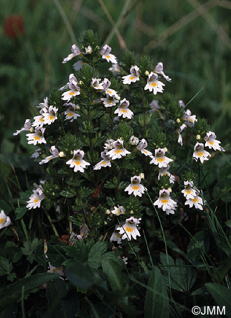 Euphrasia officinalis subsp. pratensis