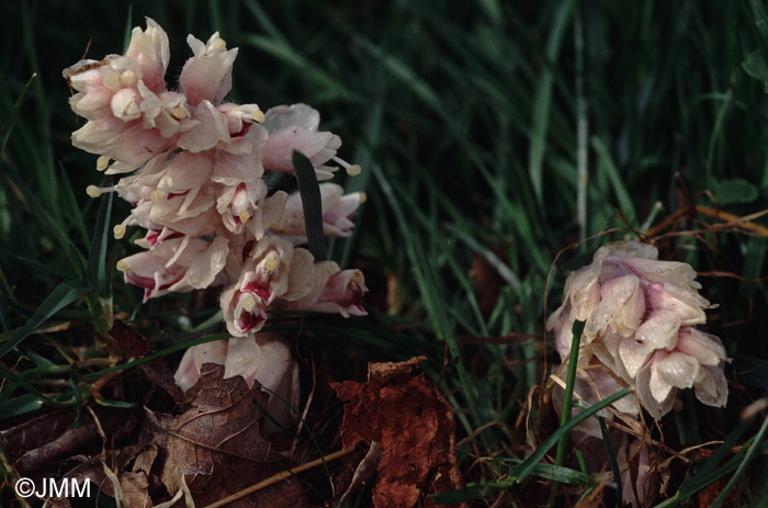 Lathraea squamaria