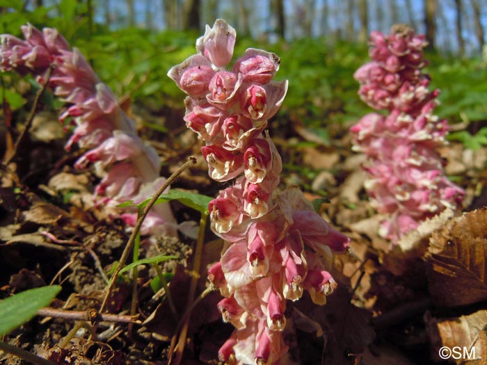 Lathraea squamaria