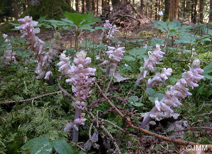 Lathraea squamaria