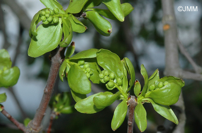 Loranthus europaeus