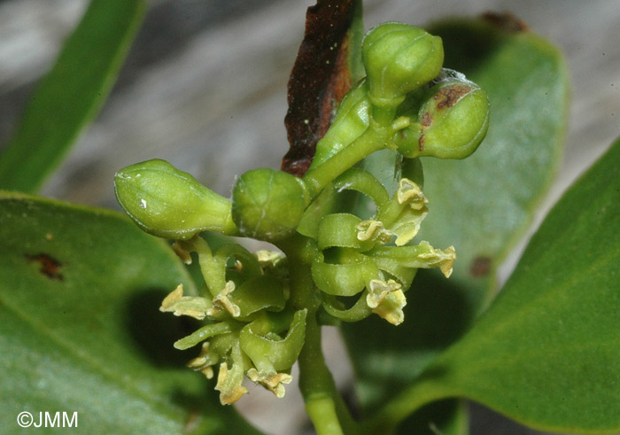 Loranthus europaeus