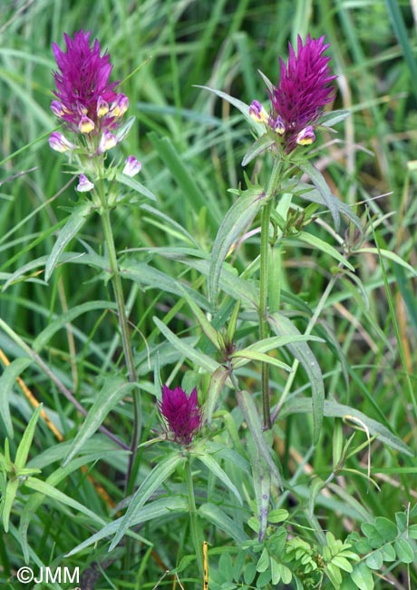 Melampyrum arvense