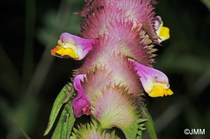 Melampyrum cristatum