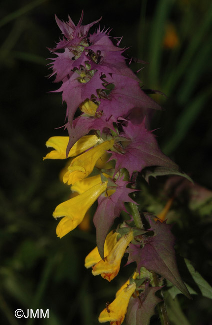 Melampyrum nemorosum