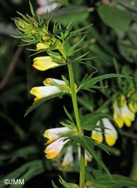 Melampyrum pratense