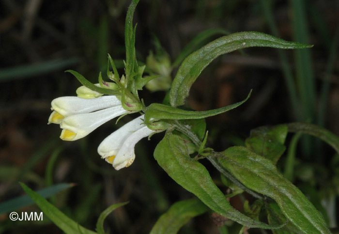 Melampyrum pratense