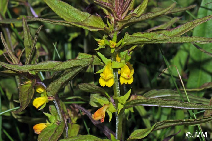 Melampyrum sylvaticum