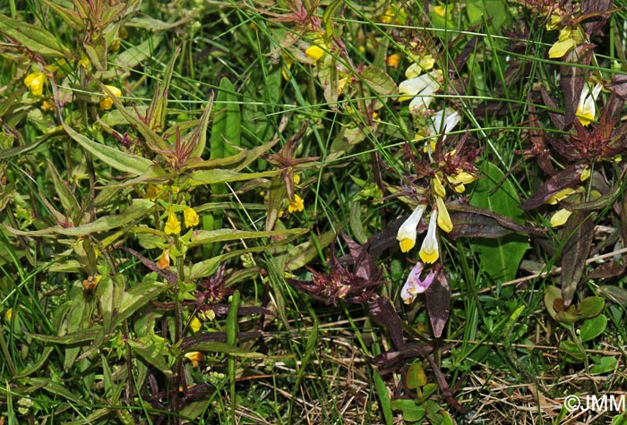 Melampyrum sylvaticum & Melampyrum pratense