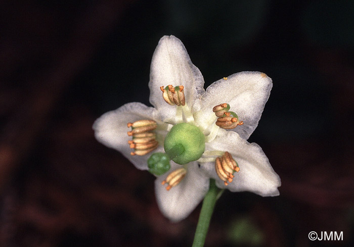 Moneses uniflora