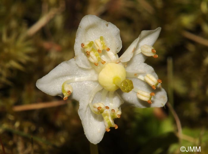 Moneses uniflora