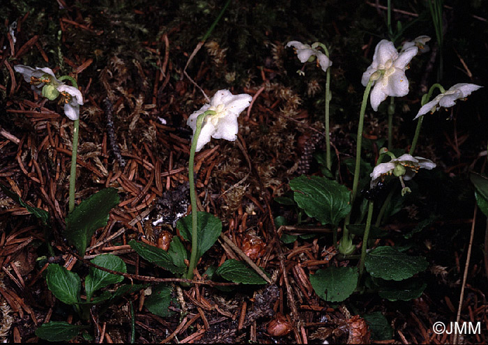 Moneses uniflora