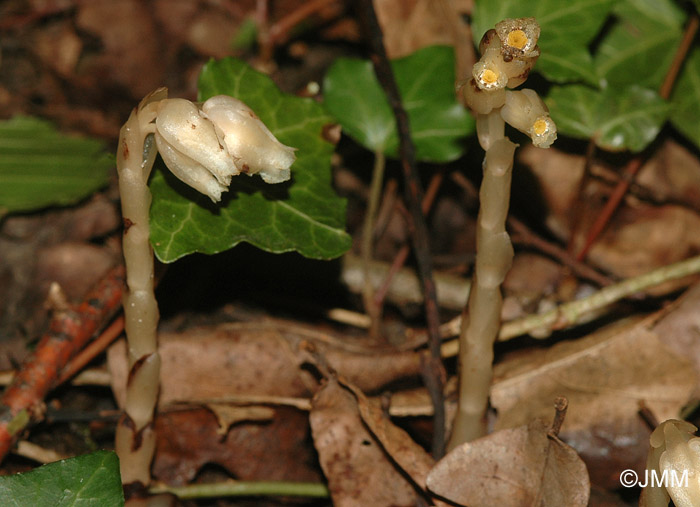 Monotropa hypopitys subsp. hypophegea