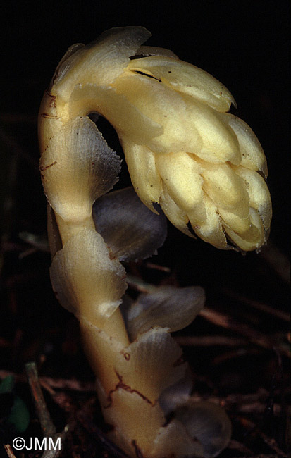 Monotropa hypopitys subsp. hypopitys