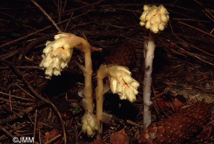 Monotropa hypopitys subsp. hypopitys