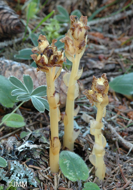 Monotropa hypopitys subsp. hypopitys