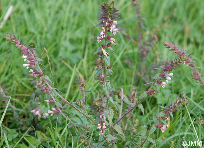 Odontites vernus subsp. serotinus