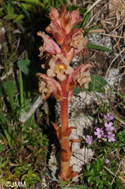 Orobanche alba