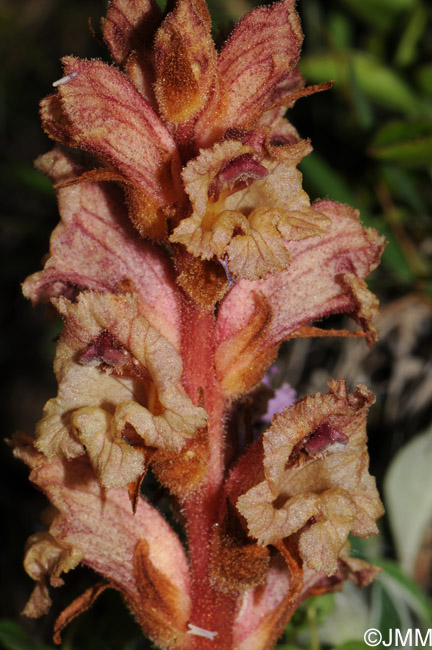 Orobanche alba