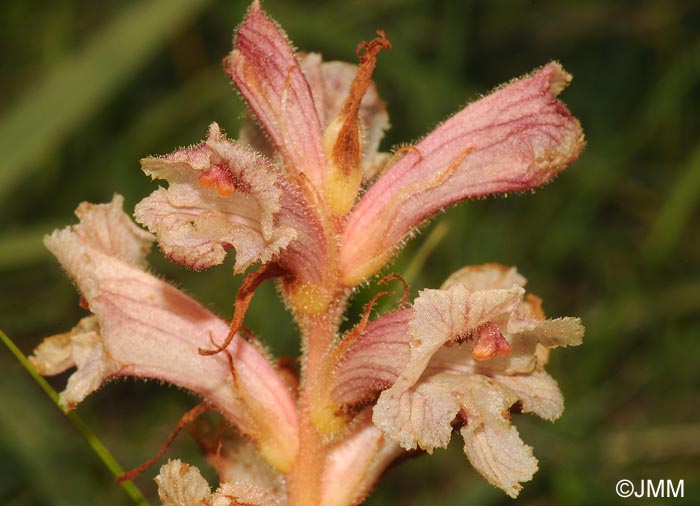 Orobanche alba