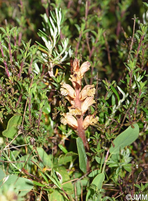 Orobanche alba