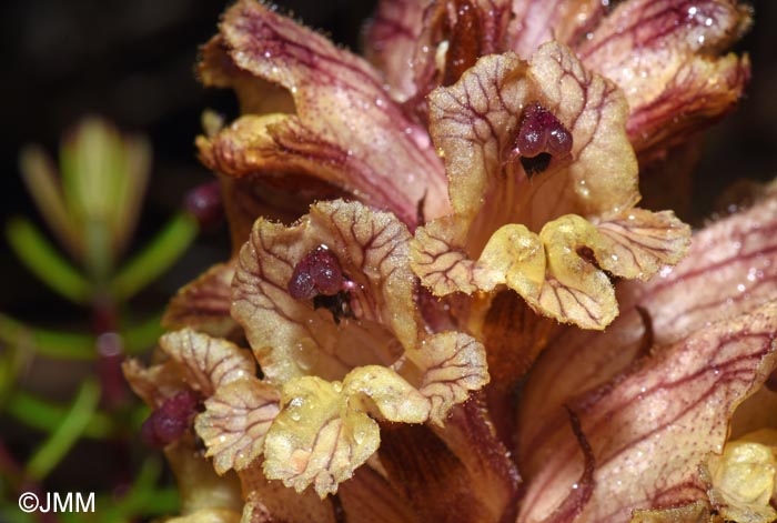 Orobanche alba