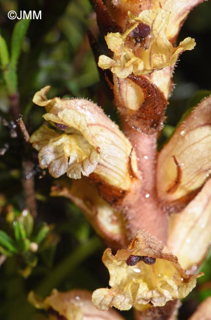 Orobanche alba