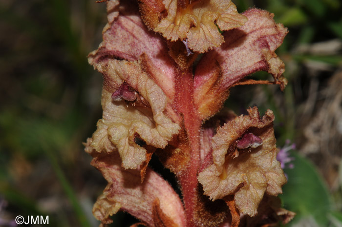 Orobanche alba