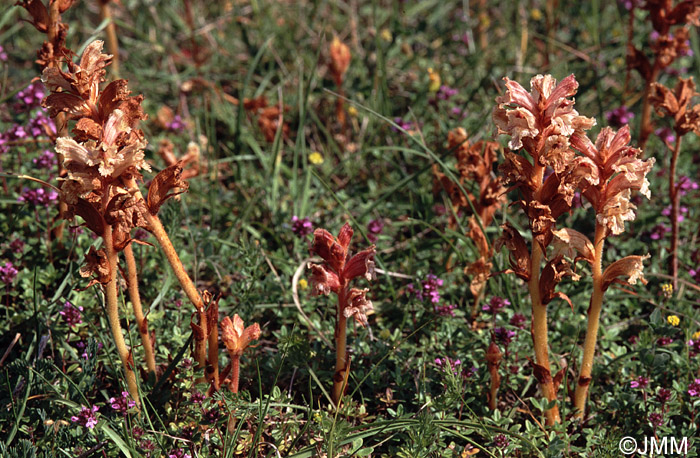 Orobanche alba