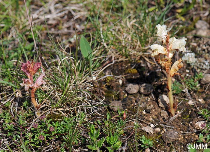 Orobanche alba