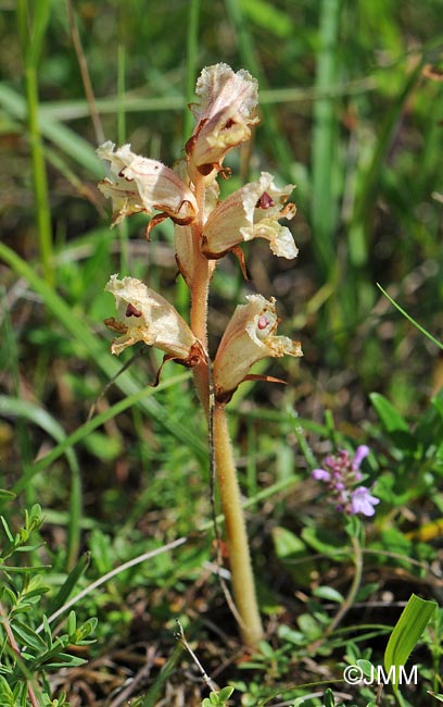 Orobanche alba