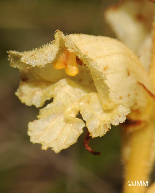 Orobanche alba