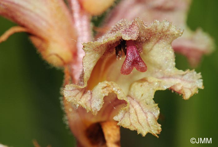 Orobanche alba