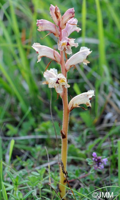 Orobanche alba