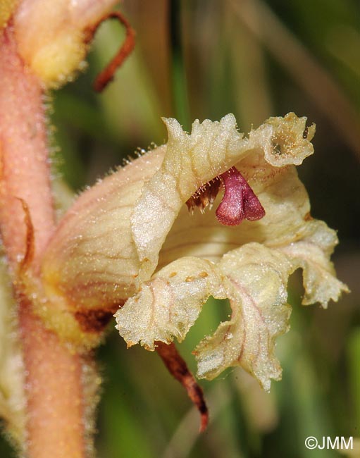 Orobanche alba