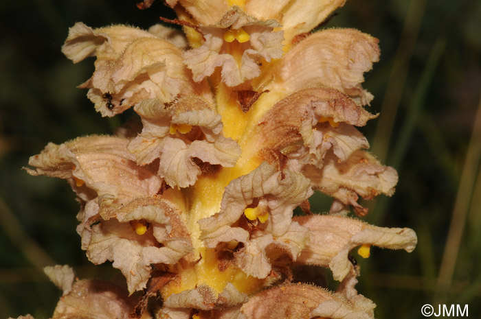 Orobanche alsatica