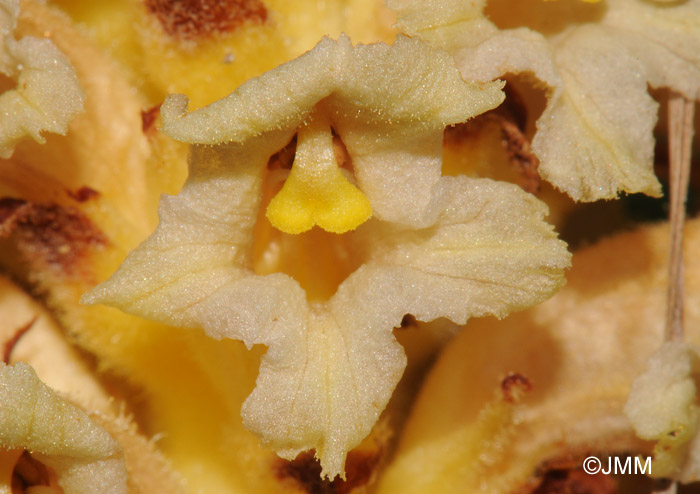 Orobanche alsatica