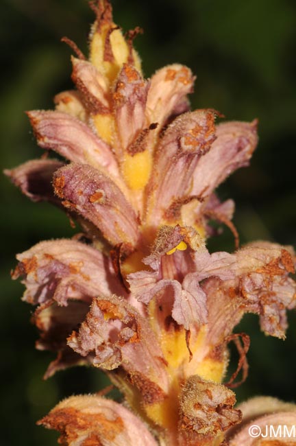 Orobanche alsatica