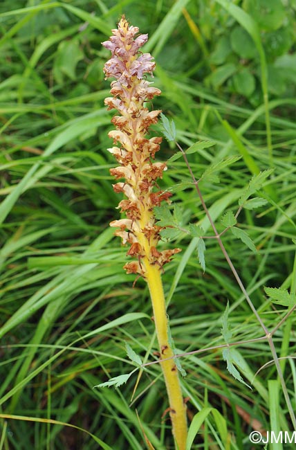 Orobanche alsatica