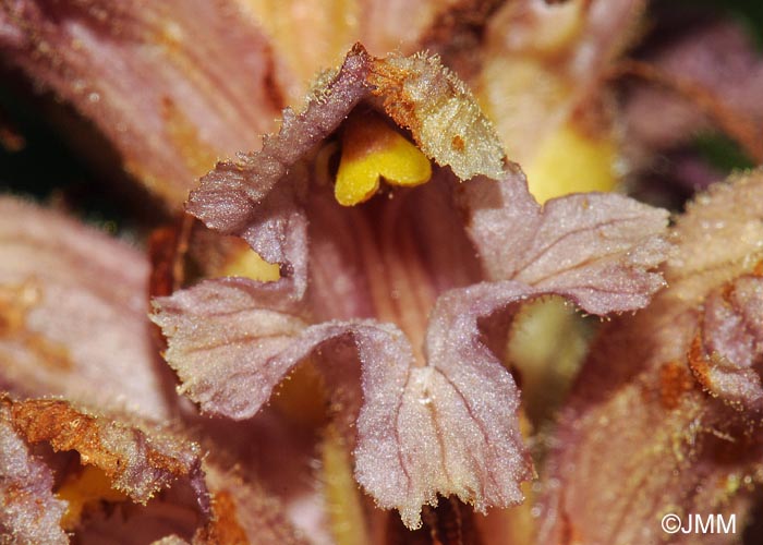 Orobanche alsatica