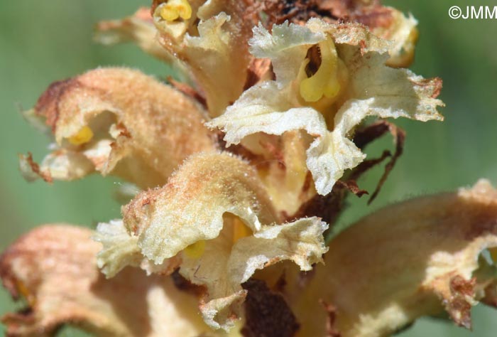 Orobanche alsatica