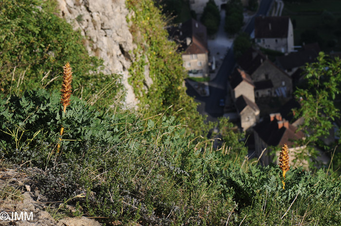 Orobanche alsatica